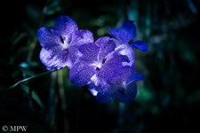 Blue orchid at the Garden of the Sleeping Giant in the Hidden Valley which sits at the foothills of the Nausori Highlands about 10 minutes drive north of Nadi. The garden was originally started by the late Raymond Burr in 1997, known for his characters of Perry Mason and Ironside.